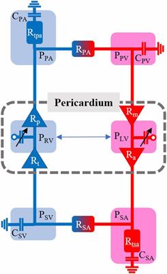 Computational modeling of ventricular-ventricular interactions suggest a role in clinical conditions involving heart failure